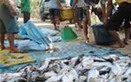 An Giang: Cá tra chết hàng loạt